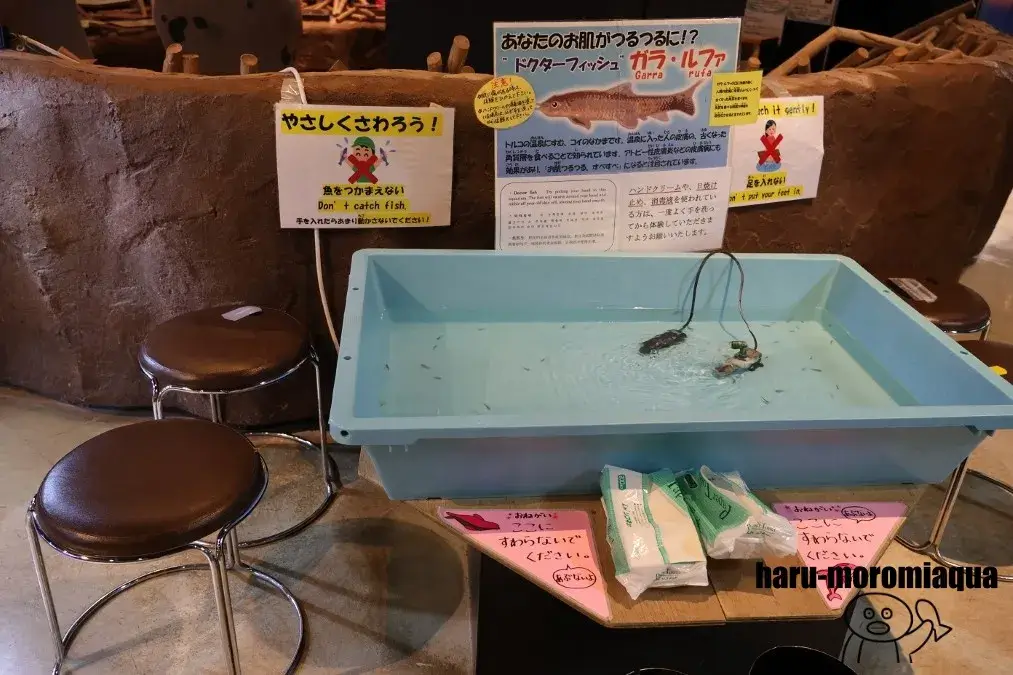 八戸市水産科学館マリエント　ドクターフィッシュ