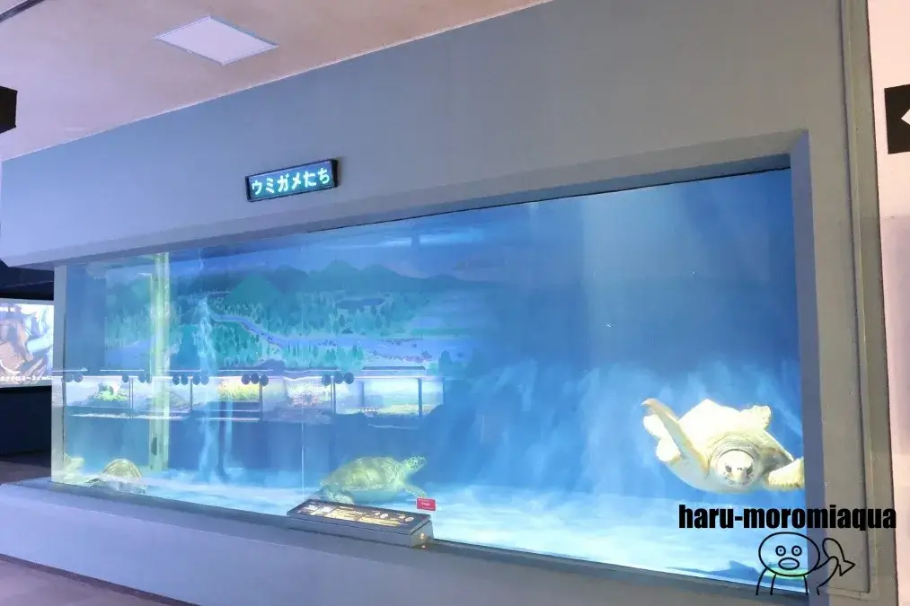 浅虫水族館　ウミガメ