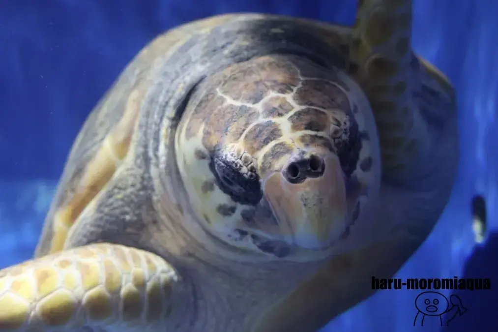 浅虫水族館　ウミガメ