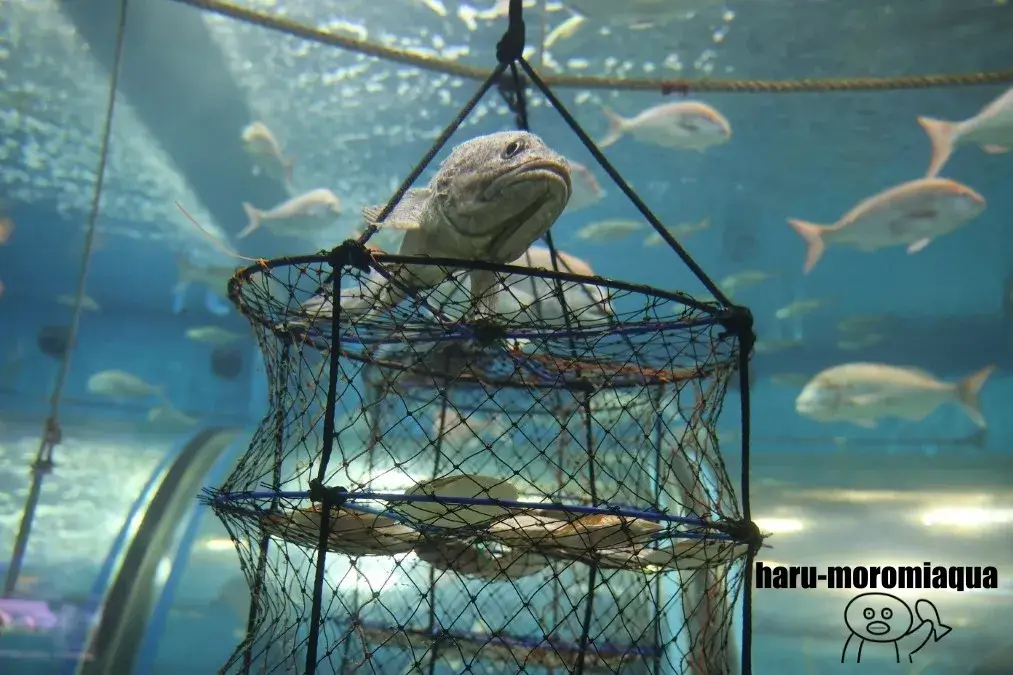 浅虫水族館　ホタテ