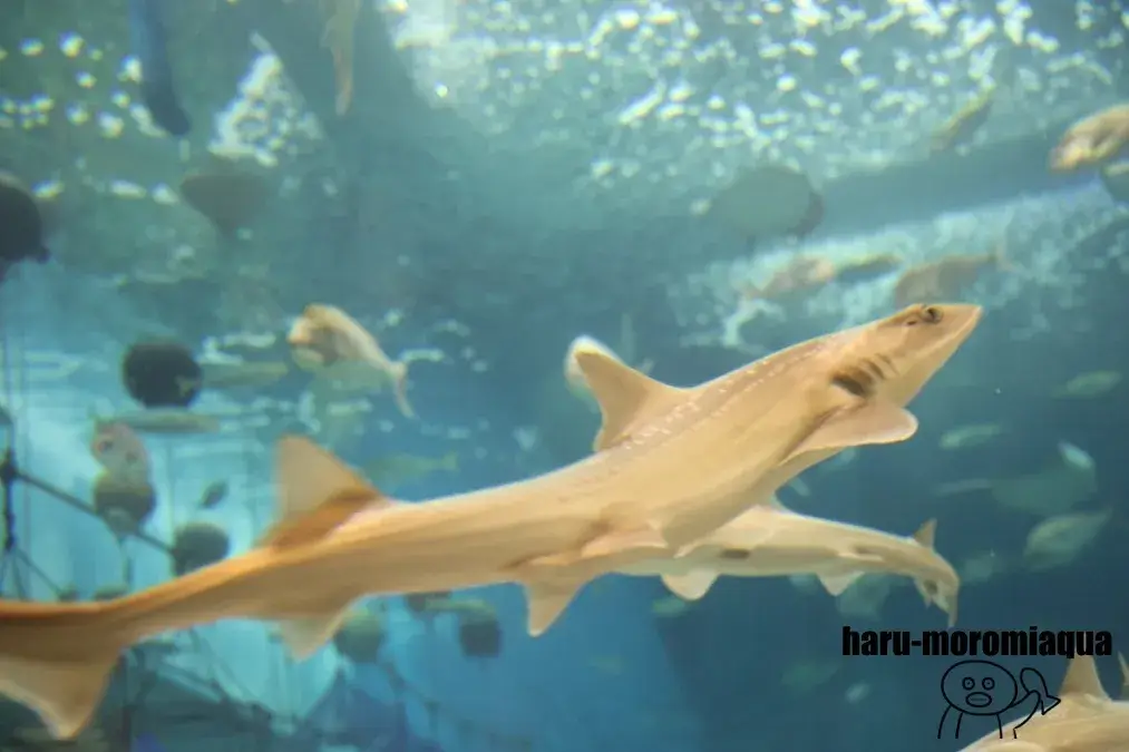 浅虫水族館　サメ