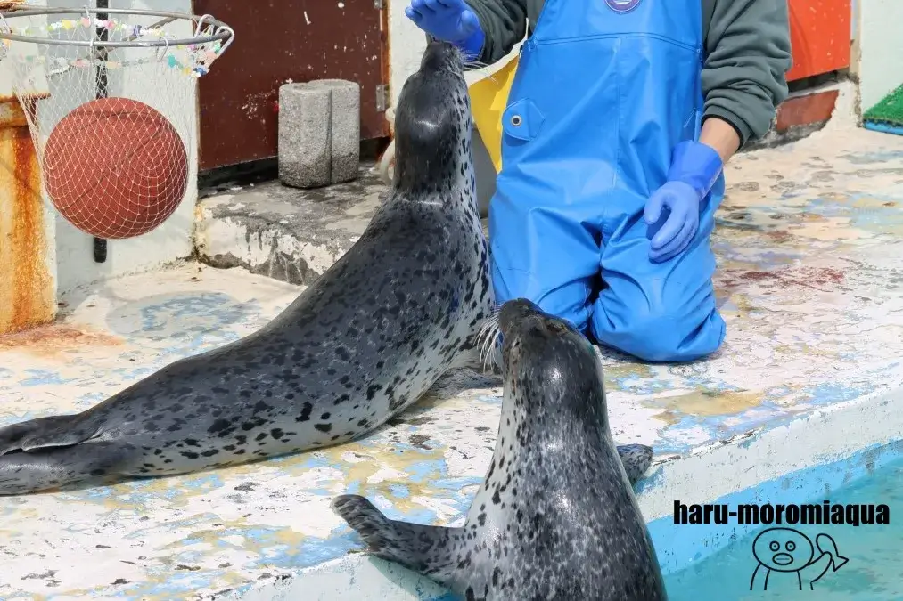 ノシャップ寒流水族館　アザラシパフォーマンス