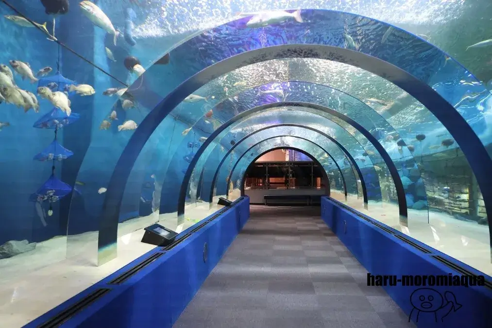 浅虫水族館　むつ湾の海