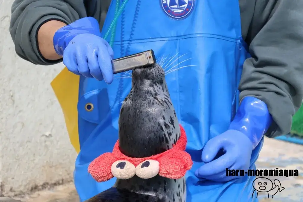 ノシャップ寒流水族館　アザラシパフォーマンス
