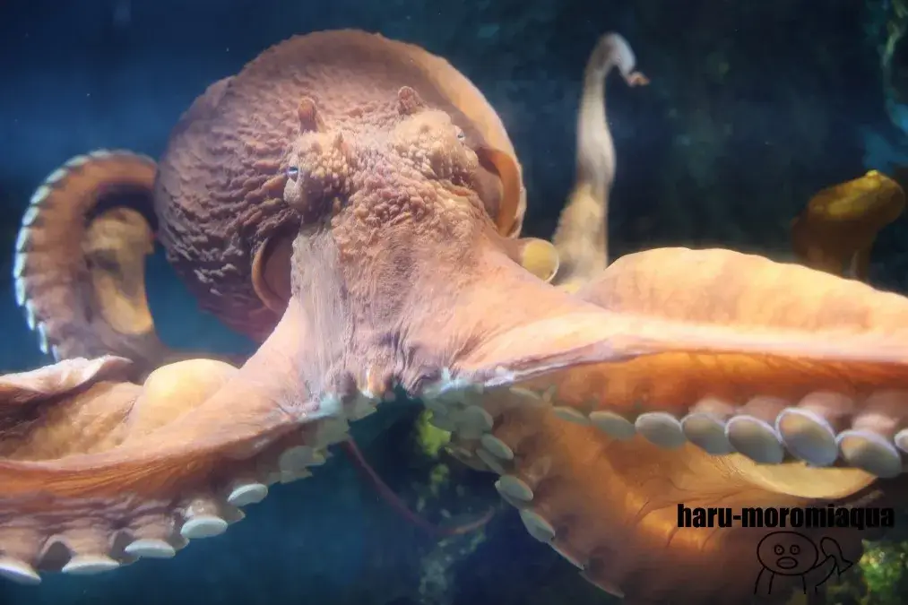 浅虫水族館　タコ