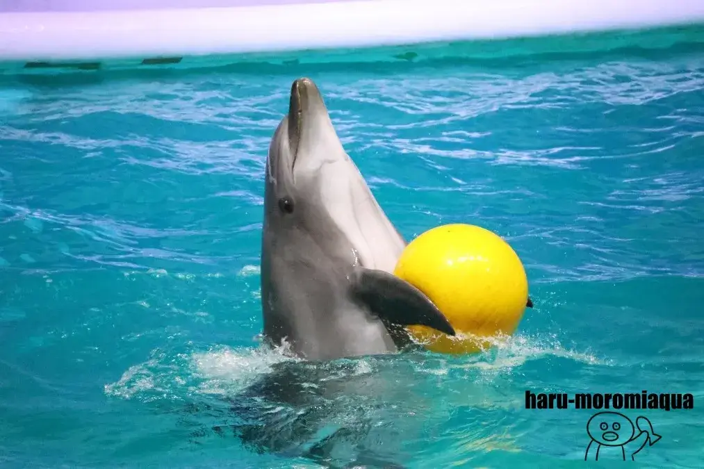 浅虫水族館　イルカ