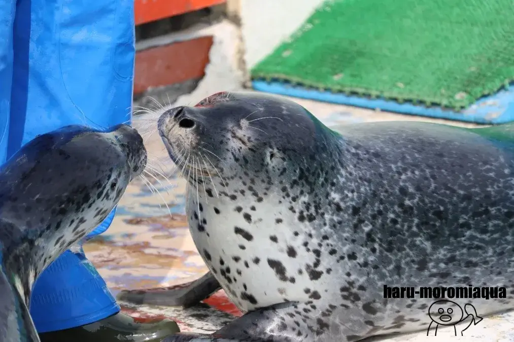 ノシャップ寒流水族館　アザラシ