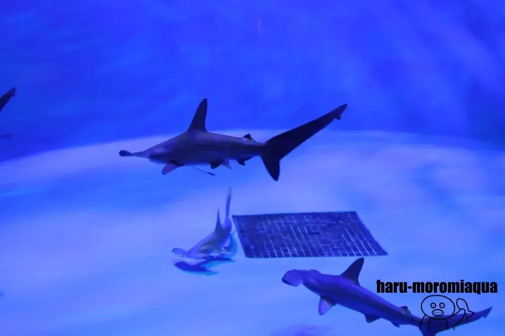 仙台うみの杜水族館　シュモクザメ