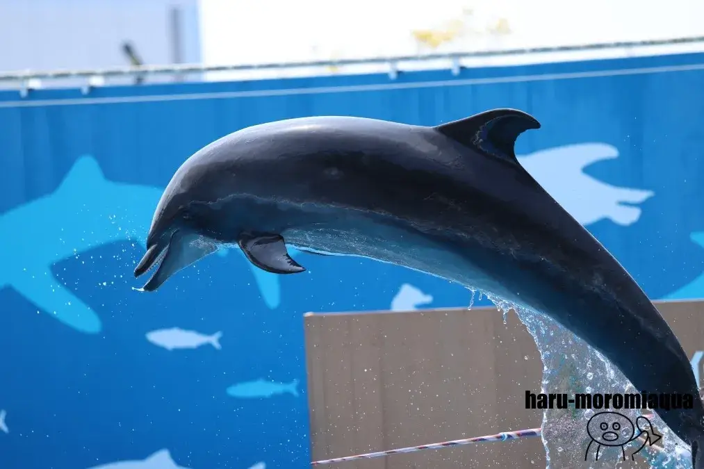 仙台うみの杜水族館　イルカ