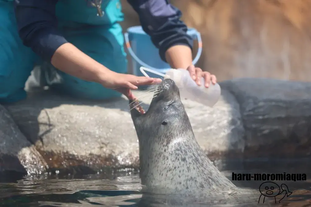 仙台うみの杜水族館　アザラシ