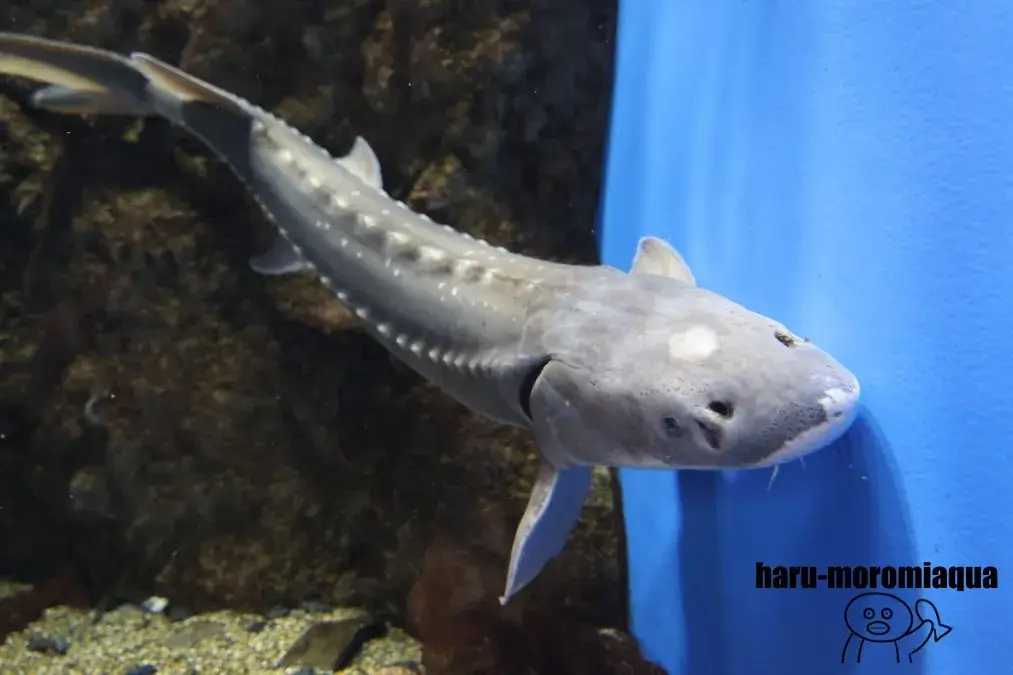 仙台うみの杜水族館　チョウザメ