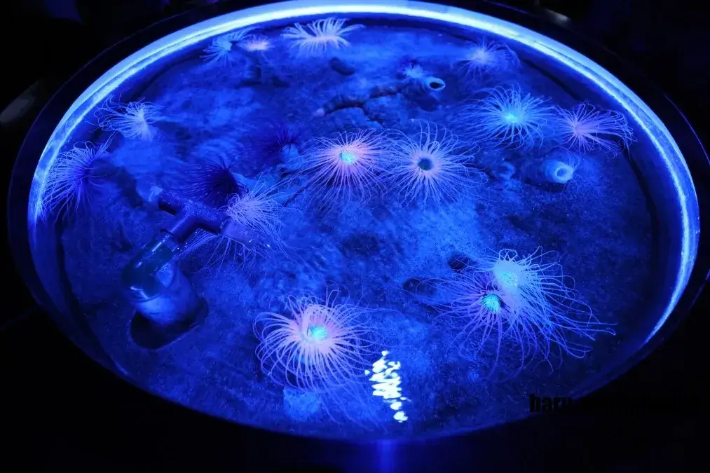 仙台うみの杜水族館　イソギンチャク
