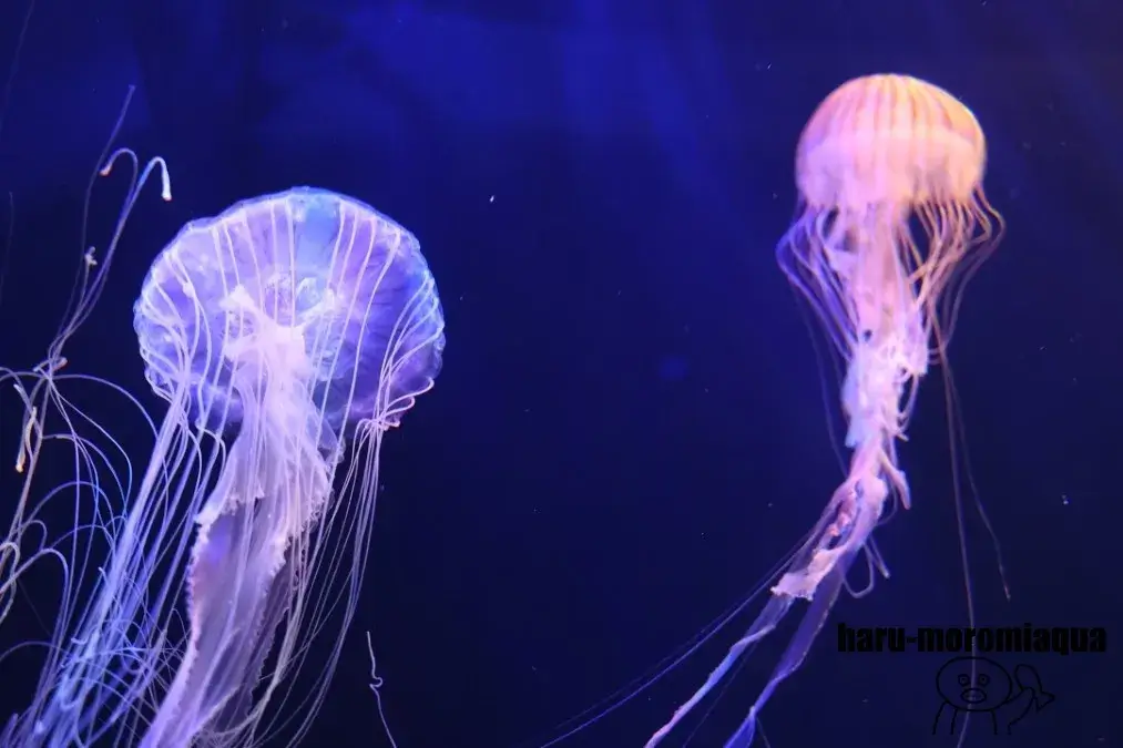 仙台うみの杜水族館　クラゲ