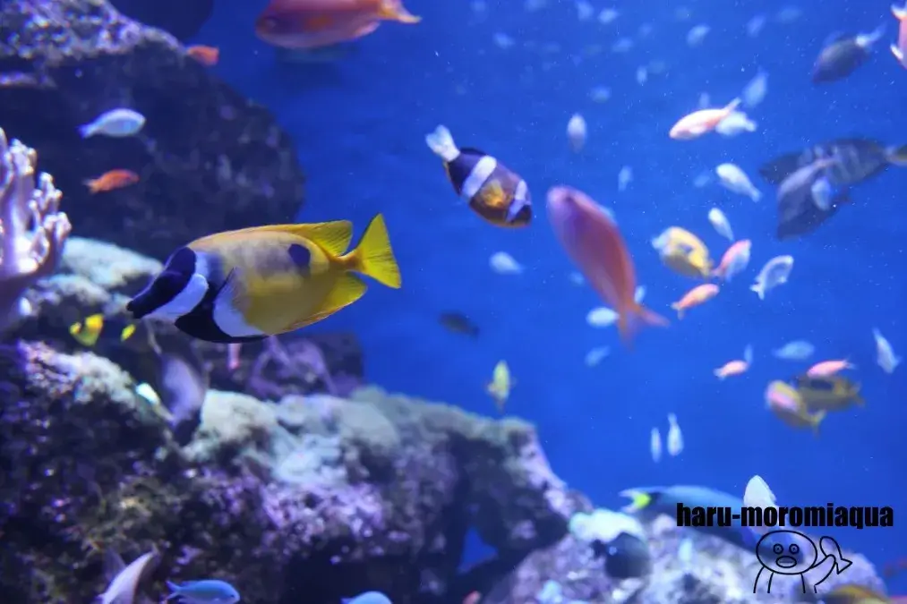 仙台うみの杜水族館　熱帯魚