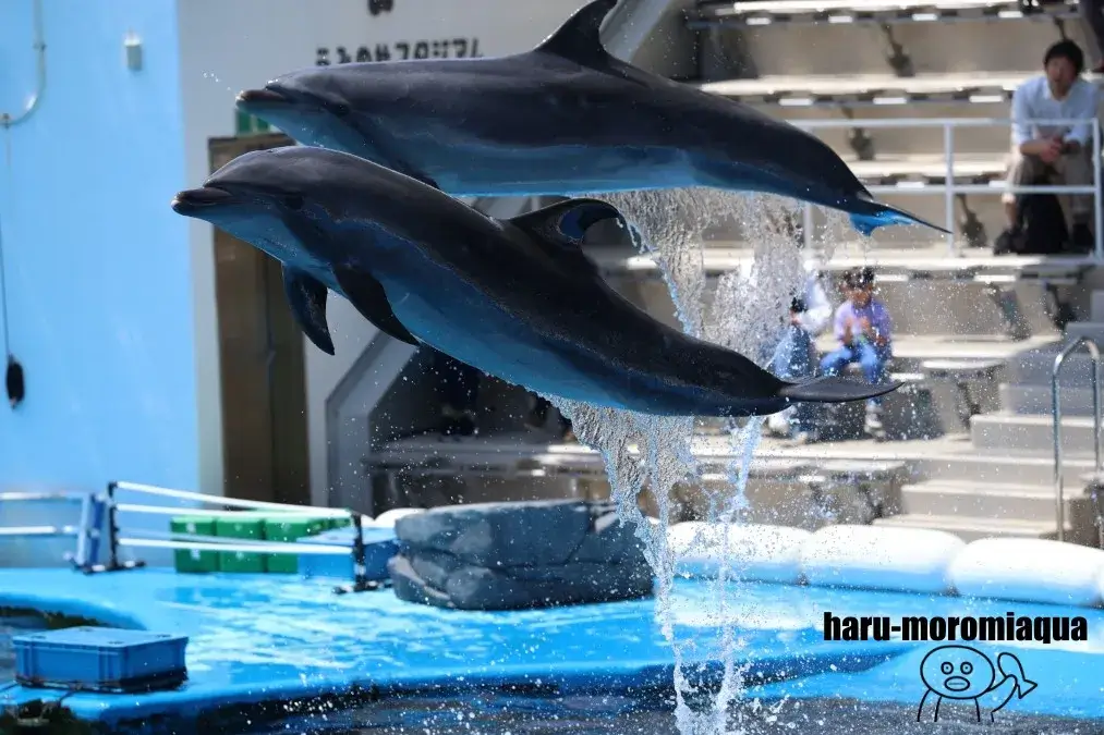 仙台うみの杜水族館　イルカショー