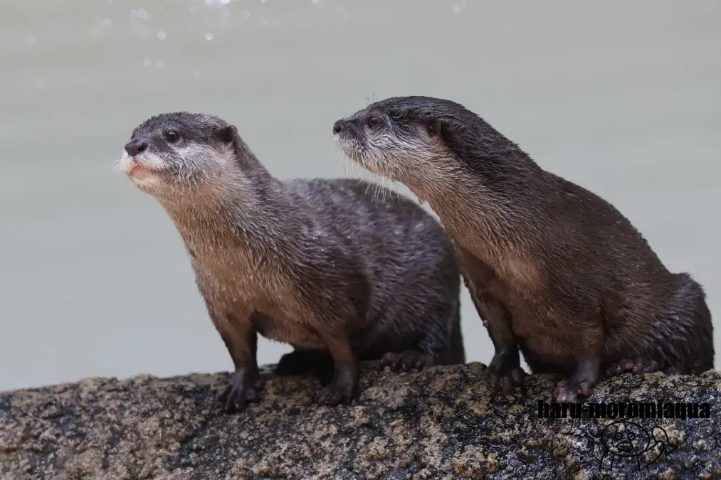 仙台うみの杜水族館　カワウソ