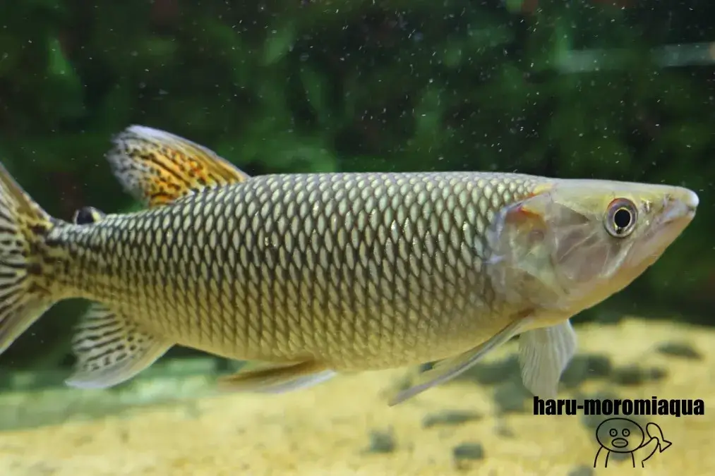アクアテラス錦ケ丘　魚