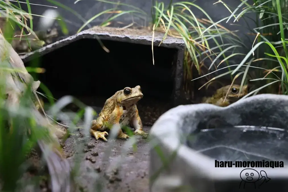 アクアテラス錦ケ丘　カエル