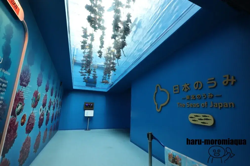 仙台うみの杜水族館　日本のうみ