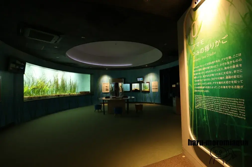 仙台うみの杜水族館　アマモ