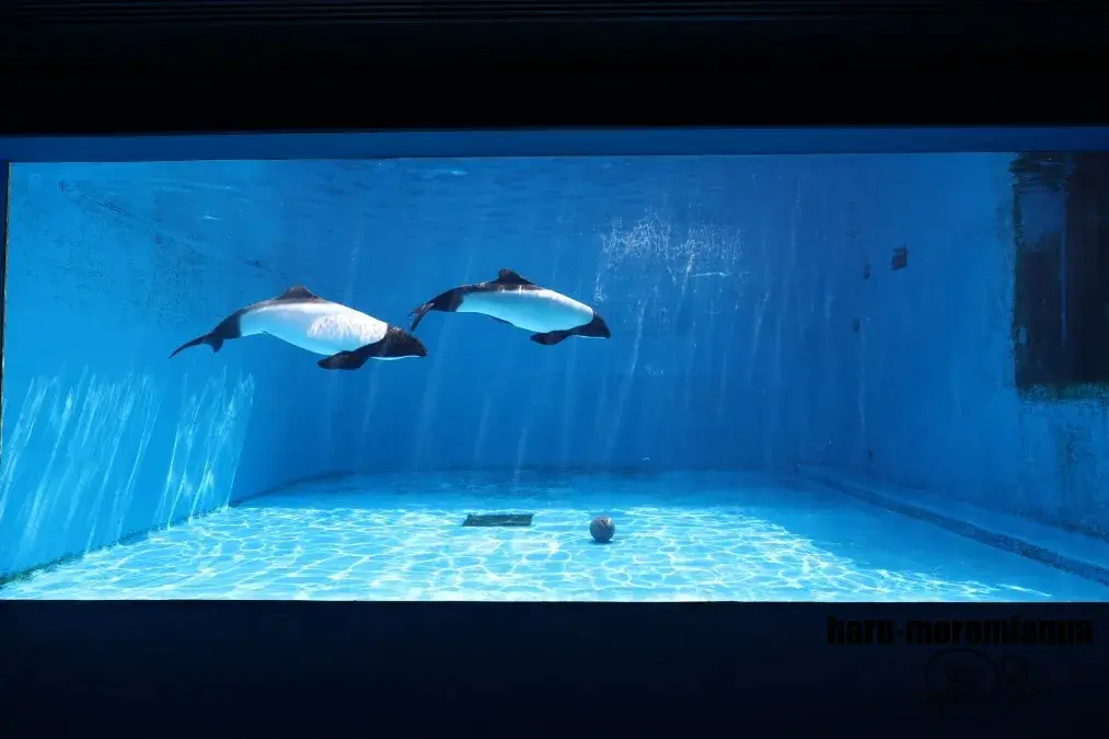 仙台うみの杜水族館　イロワケイルカ