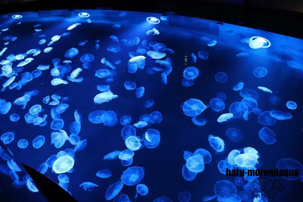 すみだ水族館　クラゲ