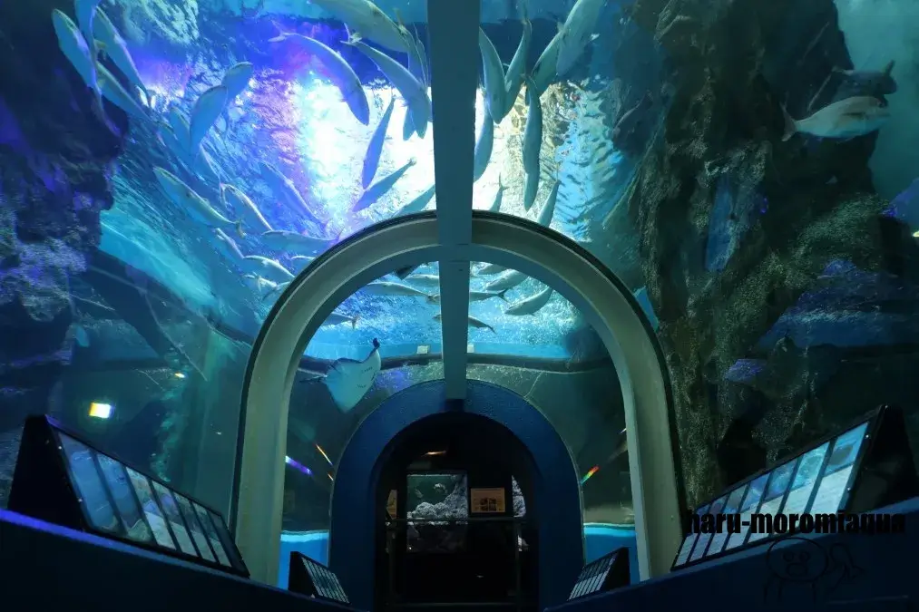 魚津水族館 大水槽