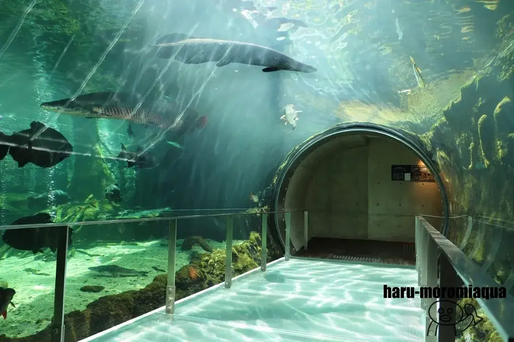 なかがわ水遊園　アマゾン大水槽