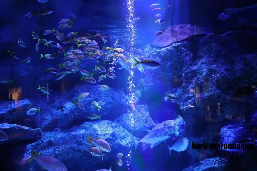 すみだ水族館　小笠原大水槽