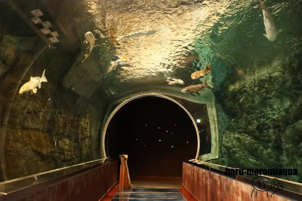 みなかみ水紀行館　トンネル水槽