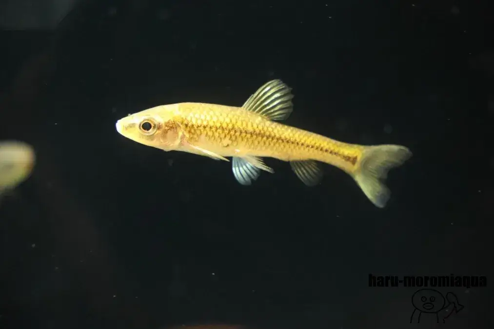 みなかみ水紀行館　魚