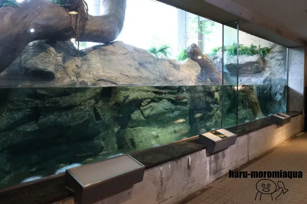 埼玉県立川の博物館　渓流観察窓
