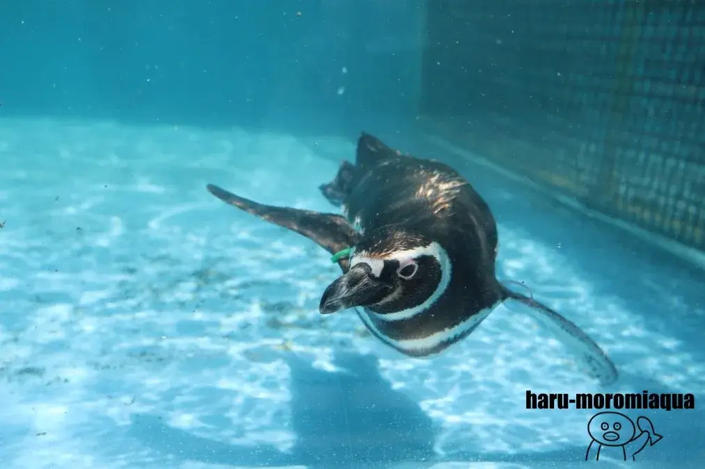 のとじま水族館 ペンギン