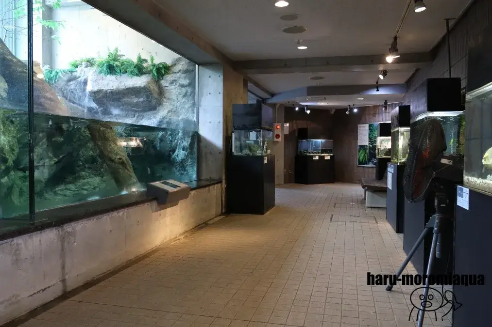 埼玉県立川の博物館　渓流観察窓