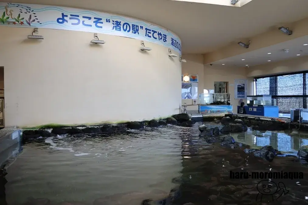渚の駅たてやま　