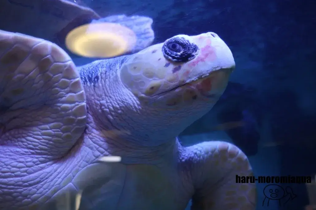 寺泊水族博物館 ウミガメ