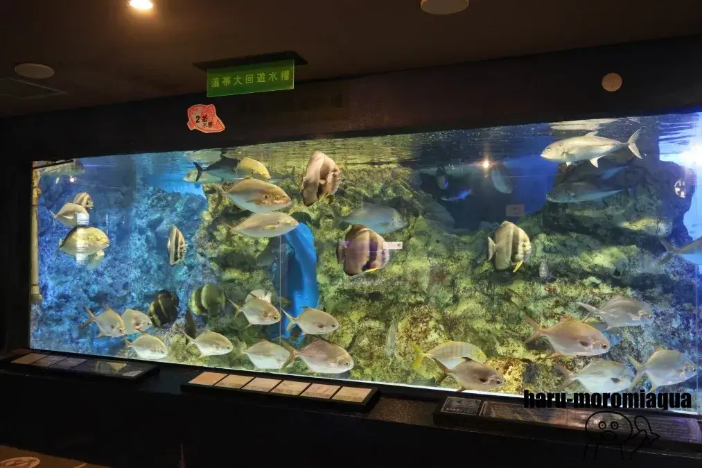寺泊水族博物館 大水槽