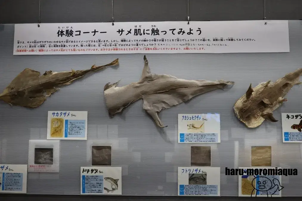 渚の駅たてやま　サメ肌