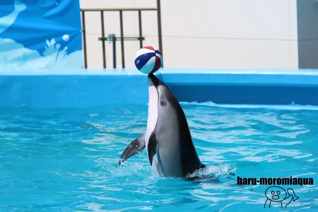 のとじま水族館 イルカ