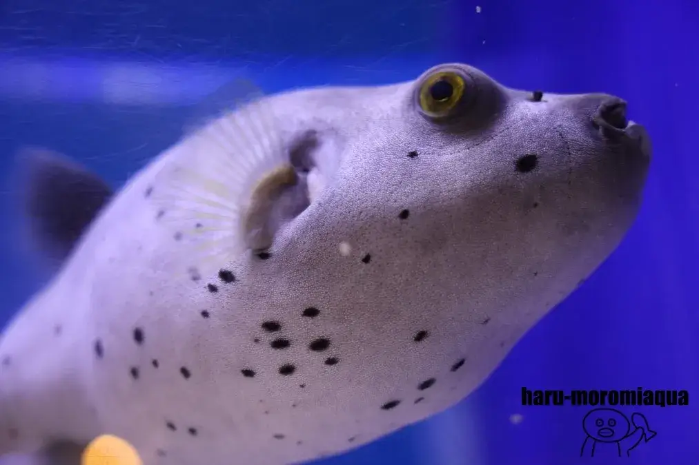 寺泊水族博物館 ふぐ