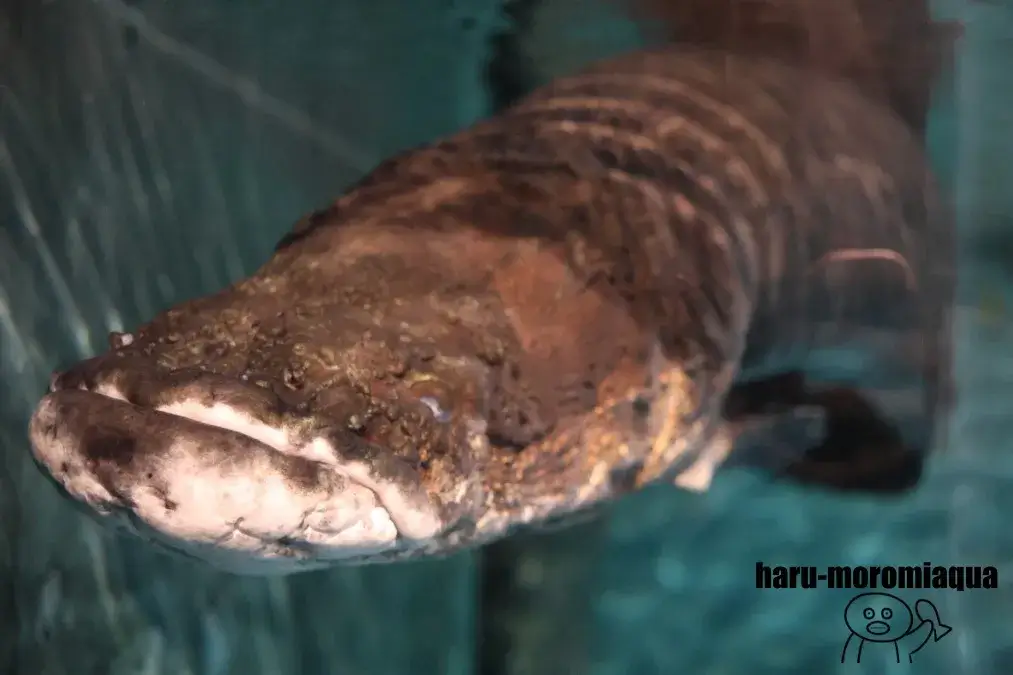 寺泊水族博物館 ピラルク