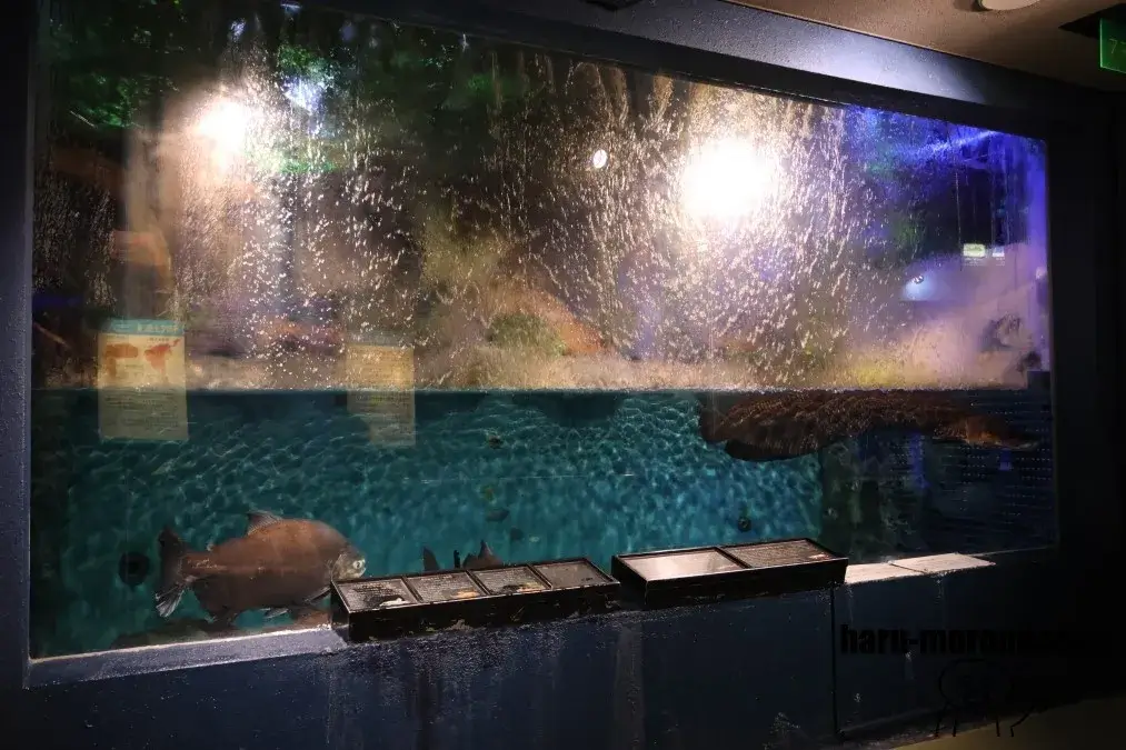 寺泊水族博物館