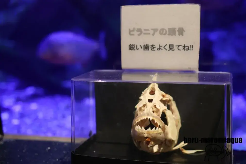 寺泊水族博物館 ピラニア