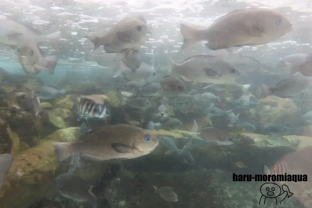 渚の駅たてやま　魚群