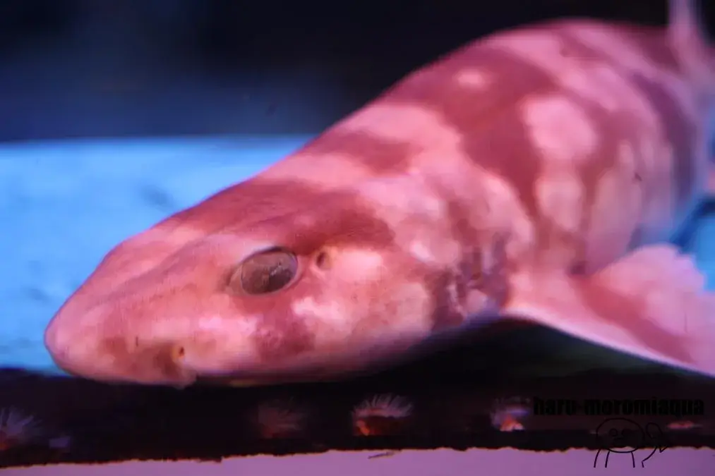 寺泊水族博物館 サメ