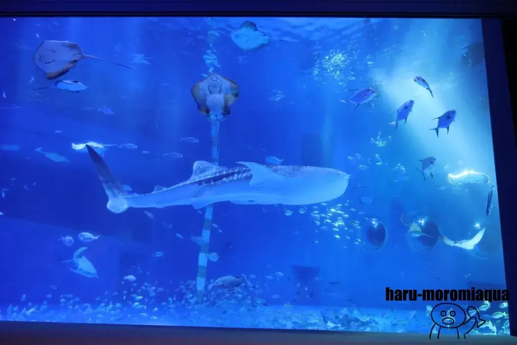 のとじま水族館 ジンベエザメ