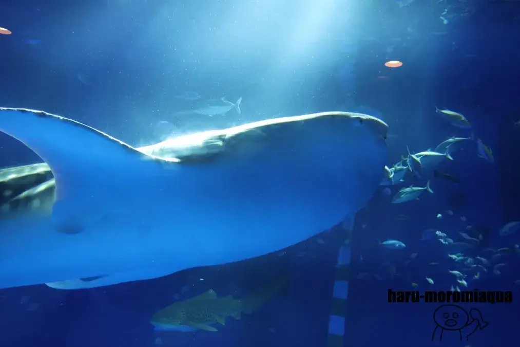 のとじま水族館 ジンベエザメ