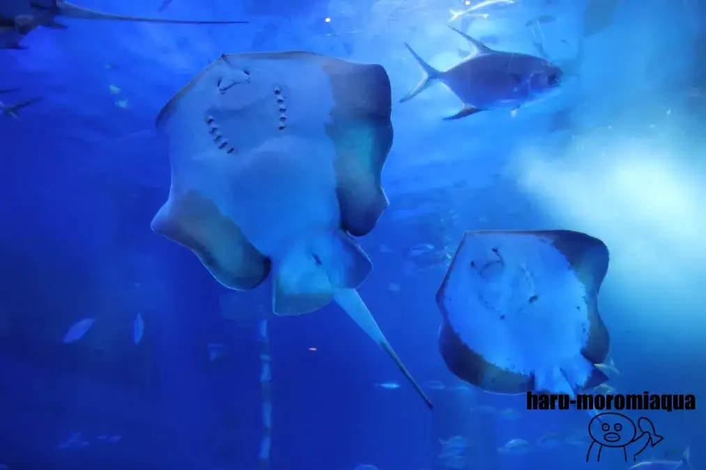 のとじま水族館 エイ