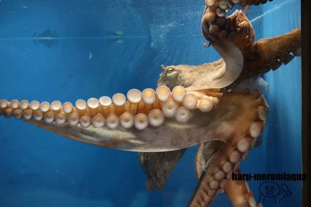 のとじま水族館 ミズダコ