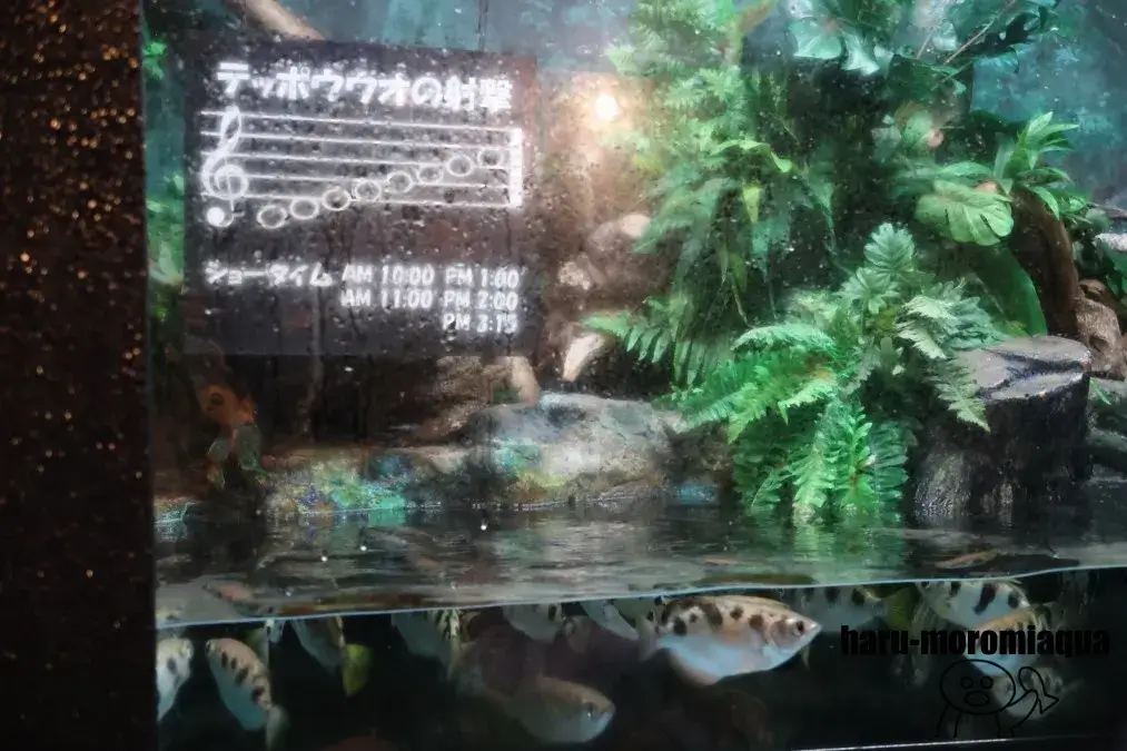 寺泊水族博物館 テッポウウオ